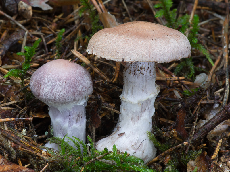 Cortinarius malachius